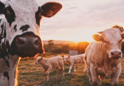 farm insurance morison insurance brokers ontario