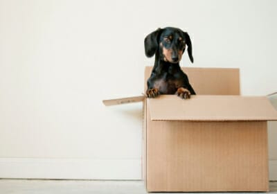 moving to ontario morison insurance